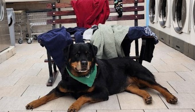 Tired of doing your laundry?